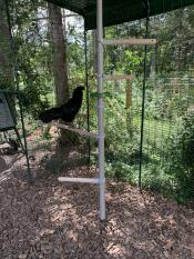 Ajax loving her new chicken perch!
