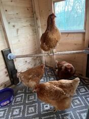 Our girl chick wilson