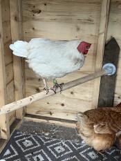 Pip having a Go on the perch