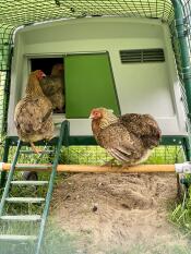 A perch attached to a chicken run