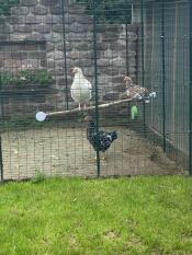 Chicken roost