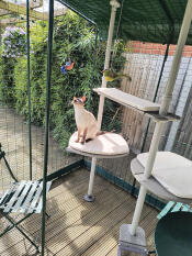 Yzma loving her catio