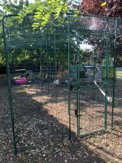 A large walk in run enclosure for chickens with a perch inside.