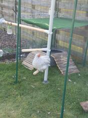 Our chickens love their Omlet accommodation