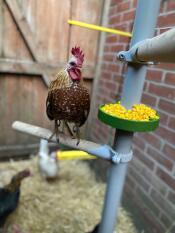 A chicken standing on a wooden perch, from a tree made of perches