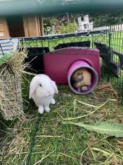 Exciting tunnel
