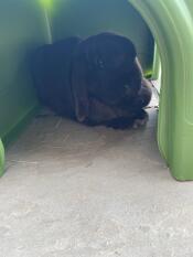 Keeping cool in the new shelter.