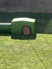 Loves her shelter