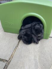 My rabbits love their new shelter.