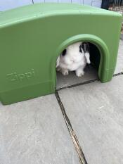 Pixie loving the new shelter.