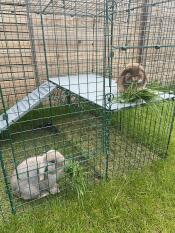 Feasting on grass on the mezzanine