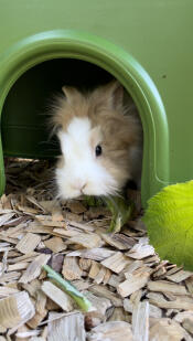 The first exploration of the new house...