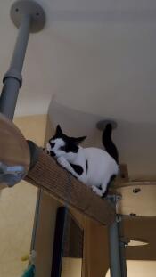 Clawing at heights, it's bliss!
