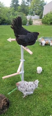 Chicken perching tree is amazing. easy to assemble, great stable attachments to ground provided. treat dish is moveable and secure which provides entertainment for the flock. weathervane moves around and can be played with by the chickens. this perch
