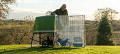 Owner looking over his chickens inside the Eglu Go up run with clear cover on top