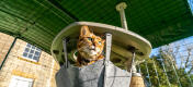 Cat sat inside hammock in outdoor cat run