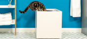 Cat climbing in Maya cat litter box furniture jump on