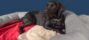 Roger the Labrador loves snuggling up with the poinsettia red blanket in his large Bolster Bed.