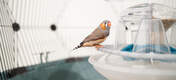 Finch in Omlet Geo bird cage