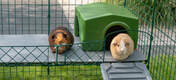 Guinea pigs will love looking out from the elevated position the Zippi Platforms provide.