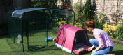 The Eglu Go guinea pig hutch can be easily connected to the outdoor guinea pig enclosure.