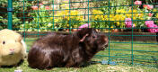 Your guinea pigs will be happy and relaxed in their outdoor enclosure