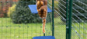 Cat jumping down from fabric cat shelf in Omlet outdoor catio run