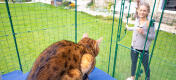 Cat sitting on Omlet fabric cat shelf in Omlet outdoor catio run