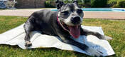 A happy dog cooling down from the sun on a cooling mat