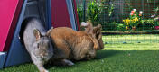 Two rabbits hopping our of an Omlet rabbit hutch