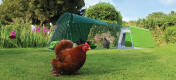 An Eglu Go chicken coop with run in a garden with three chickens