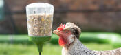 Chicken inspecting the Omlet peck toy