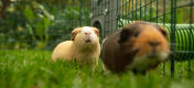 Two guinea pigs inside a playpen connected to a Zippi tunnel.