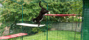 Cat climbing on Omlet fabric outdoor cat shelves in a outdoor catio in the garden