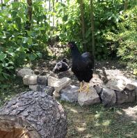 Chickens in garden