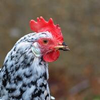 Exchequer Leghorn