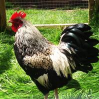 Silver Double Laced Barnevelder Bantam Cockerel