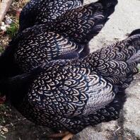 Silver Double Laced Barnevelder bantam hens