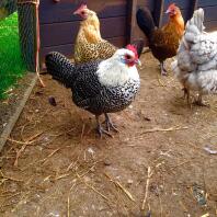 My silver campine named saph