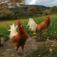 Frank & Jeffrey the friesian fowl boys