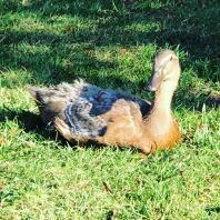 A brown and white duck sat on grass in the sun