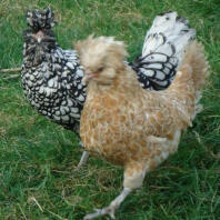 Polish hens