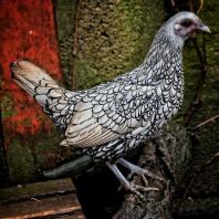 Evies Sebright bantam named Sicamore