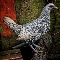 Evies Sebright bantam named Sicamore 