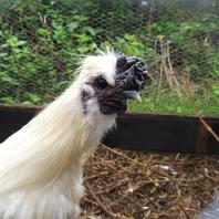 silkie cockerel