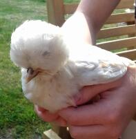 Poland Chick 6 weeks