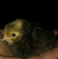 Zadok, 1 day old vorwerk chick