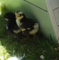 Ancona chick with Maran chick behind