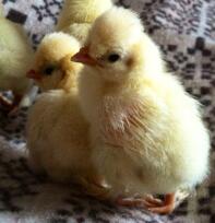 Sultan chick