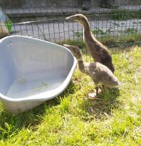 Ducks enjoying some water.